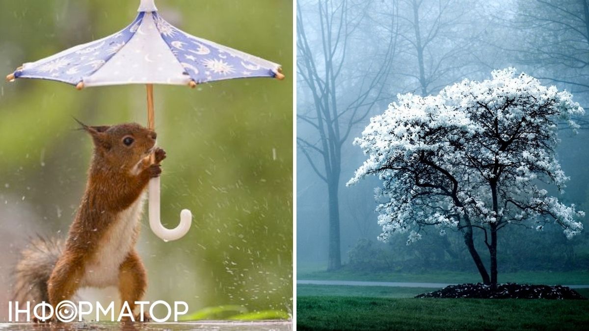 Белка и туман