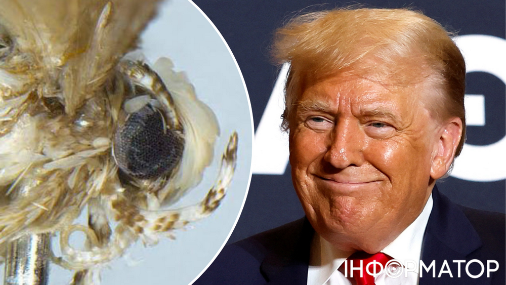 Метелик-моль стала Трампом за пшеничного кольору зачіску.