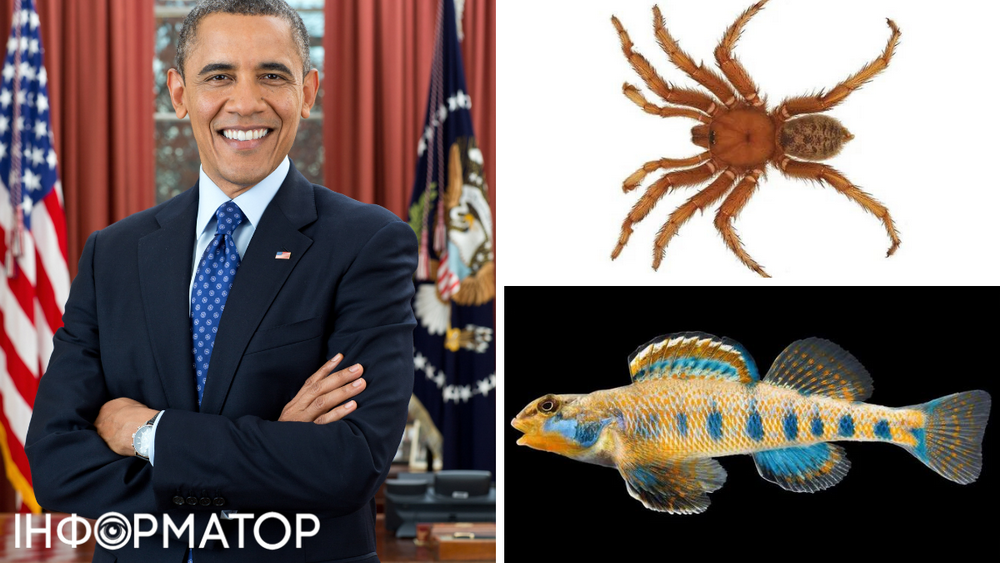 Рибка-дротик і розумний павук - найсимпатичніші носії імені Обами.
