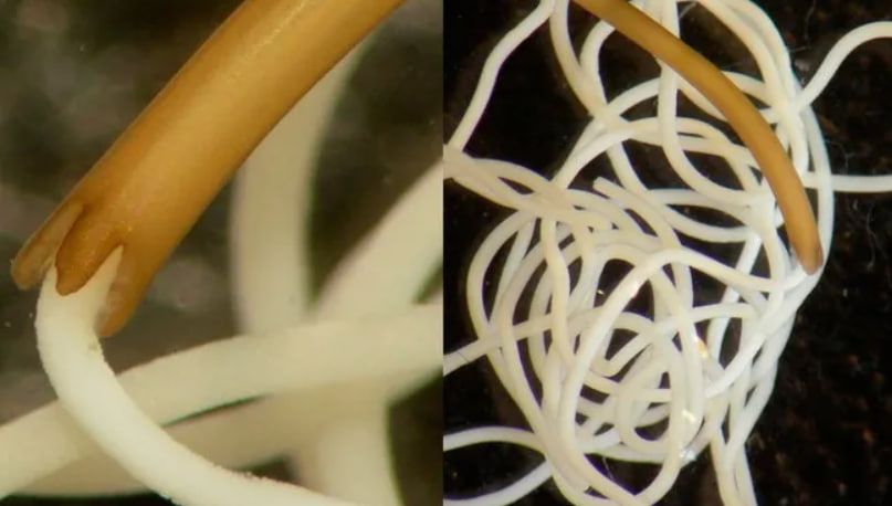 Батько Обами був родом із місць, де знайшли волосатика, а поплатився за це син.