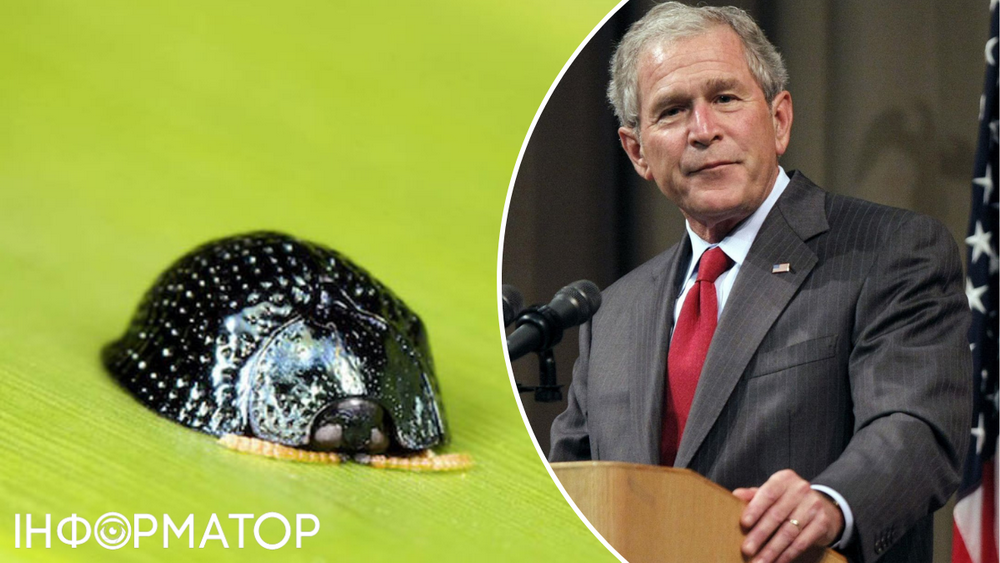 На відміну від інших президентів, Буш особисто подякував ученим за жука з його ім'ям.