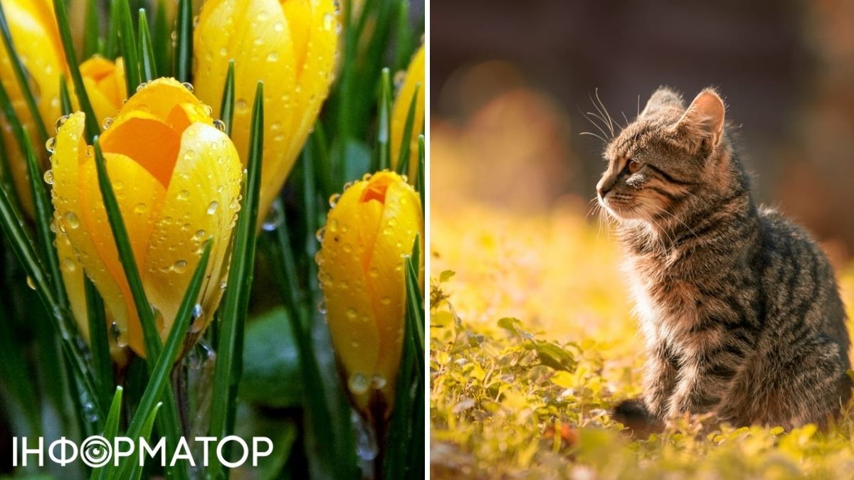 Квіти та кіт