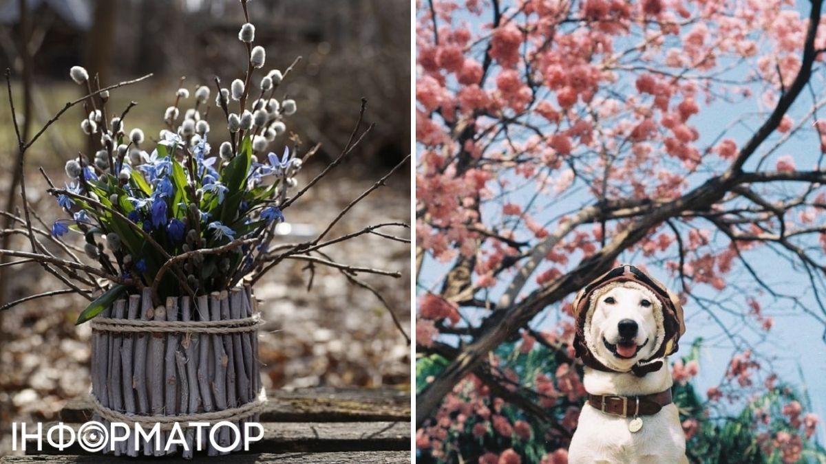 Собака и ива