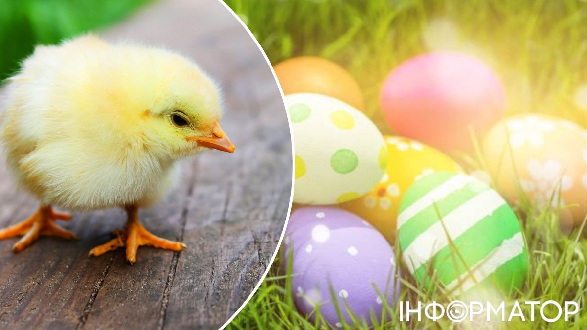 Яйця повинні мати природній запах вапна. Яйця повинні мати природній запах вапна.