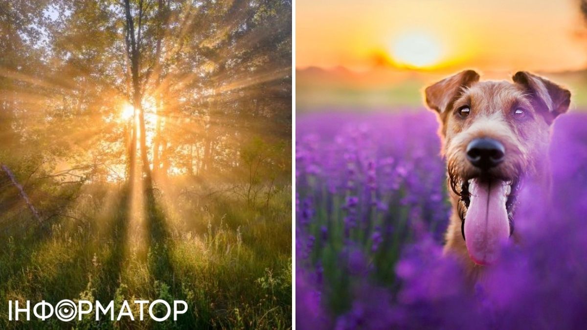 Собака та дерева