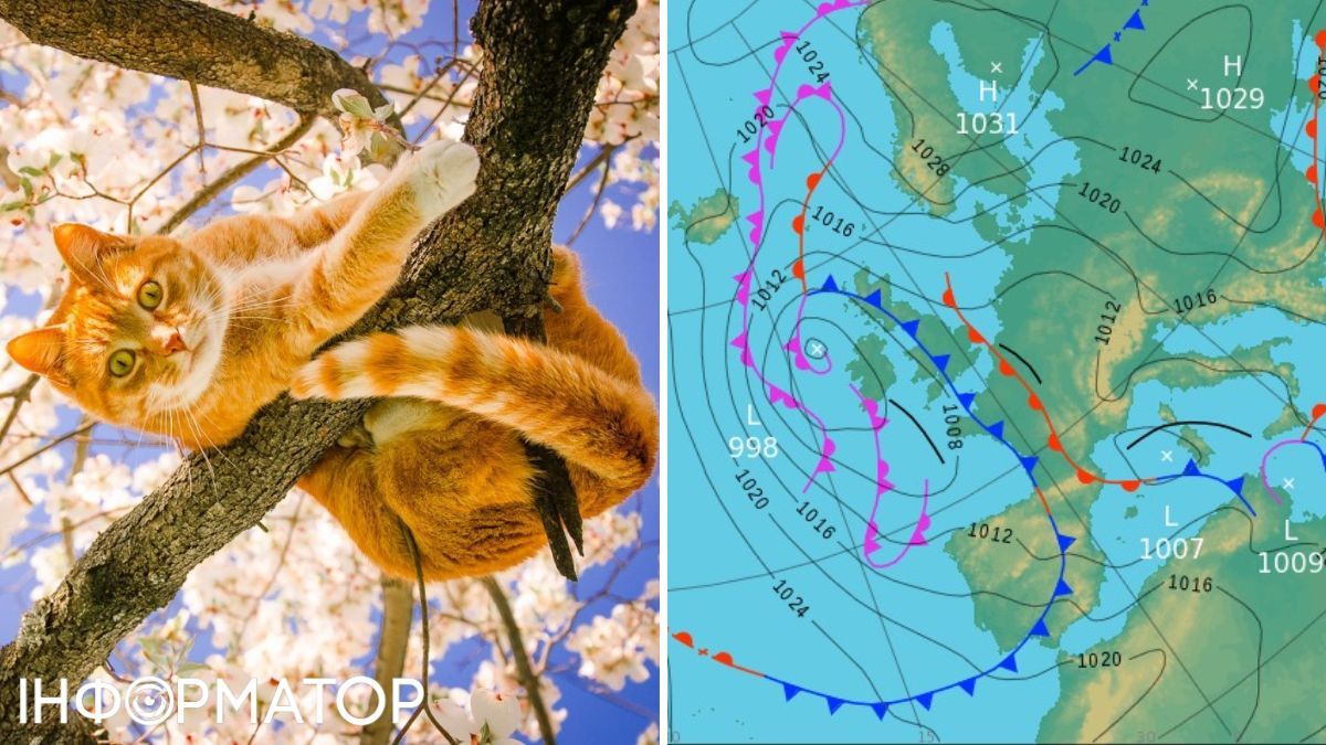 Кіт та карта