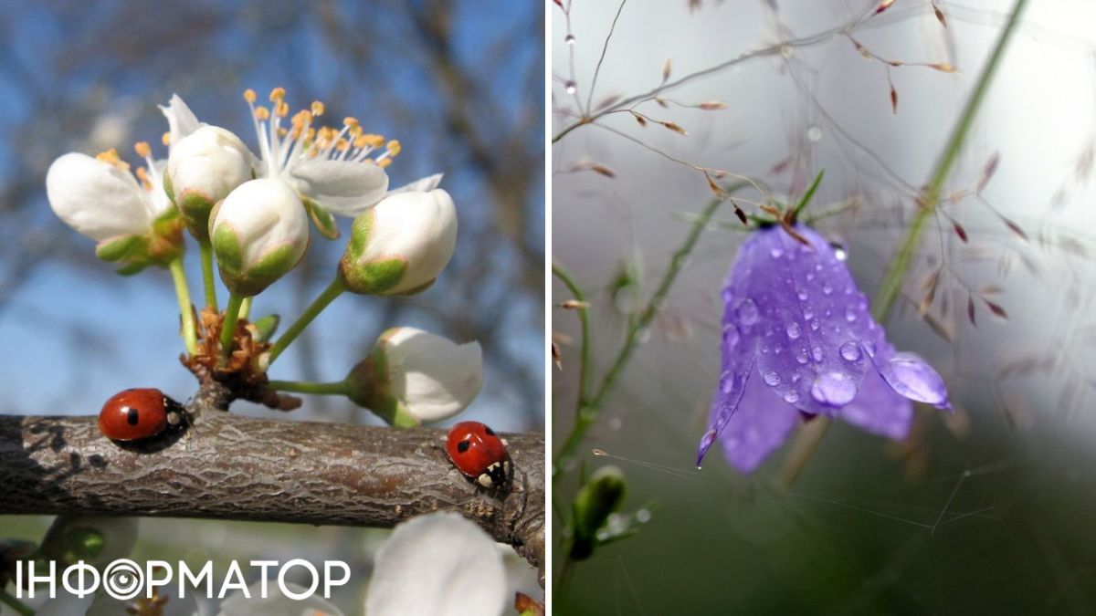 Дощ та квіти