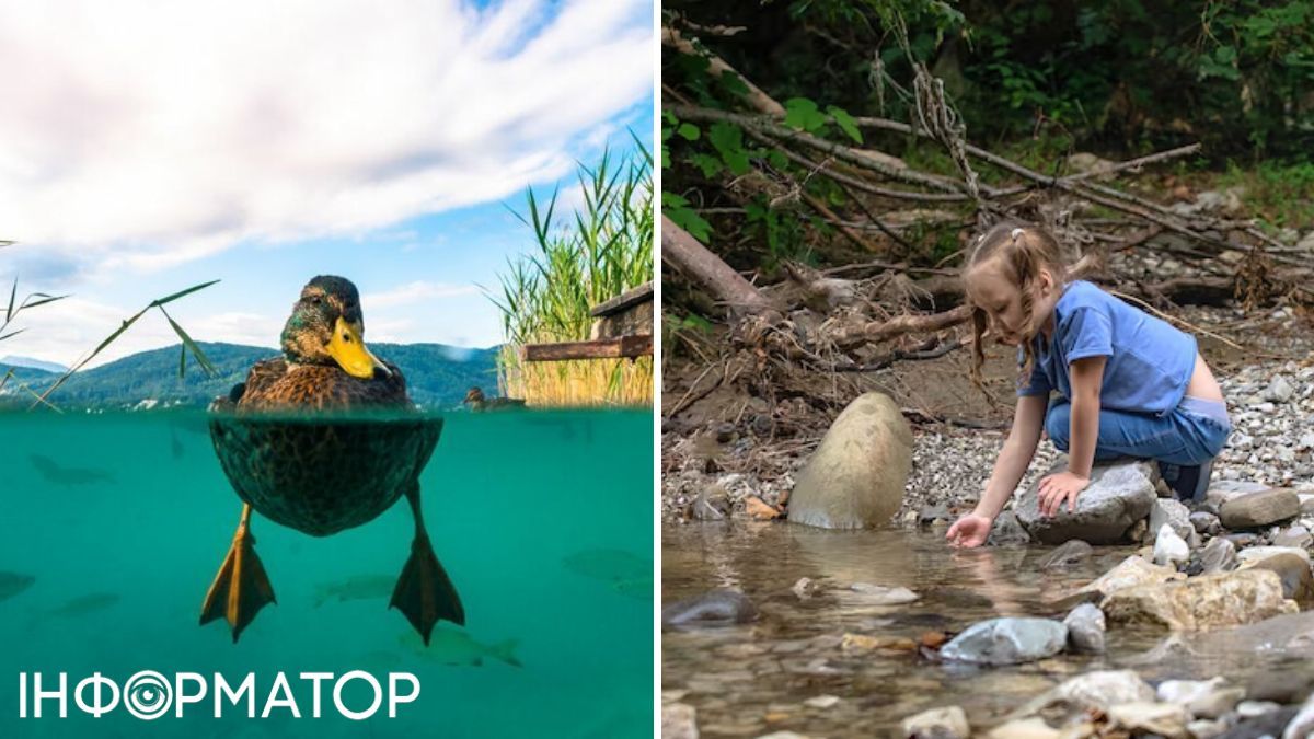 Утка и девочка