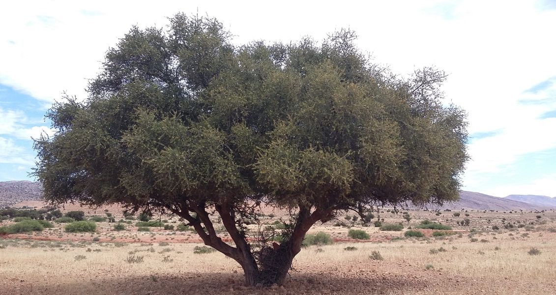 Міжнародний день арганії нагадує про необхідність захисту та бережного використання одного з найбільш знакових природних ресурсів Марокко