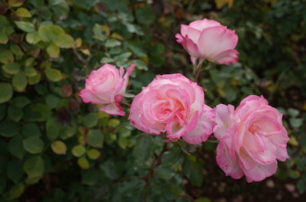 Слід використовувати спеціальні сорти чайної троянди з ефірними оліями. Слід використовувати спеціальні сорти чайної троянди з ефірними оліями.