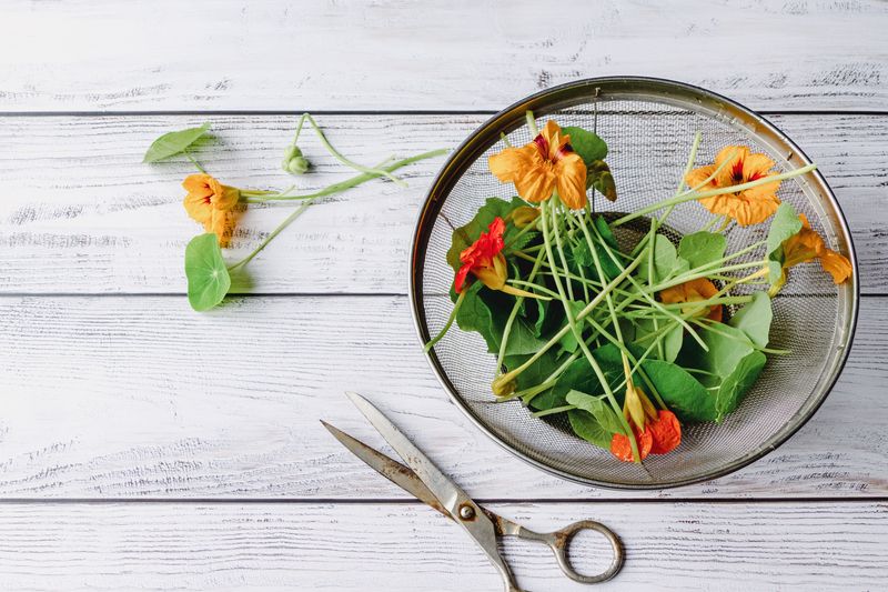 І листя, і квіти цієї рослини можна вживати у їжі, смак квітів буде трохи м’якшим. І листя, і квіти цієї рослини можна вживати у їжі, смак квітів буде трохи м’якшим.