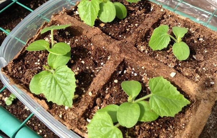 Миша диня перед пересадкою в грунт. Миша диня перед пересадкою в грунт.