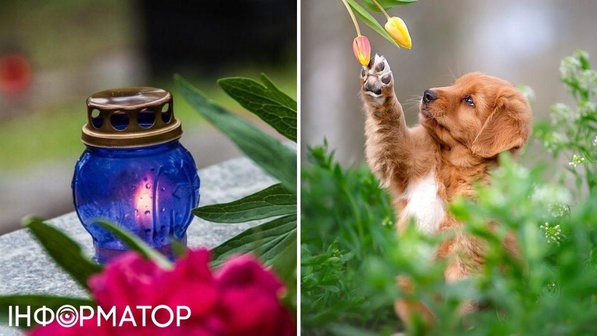 Лампадка и собака