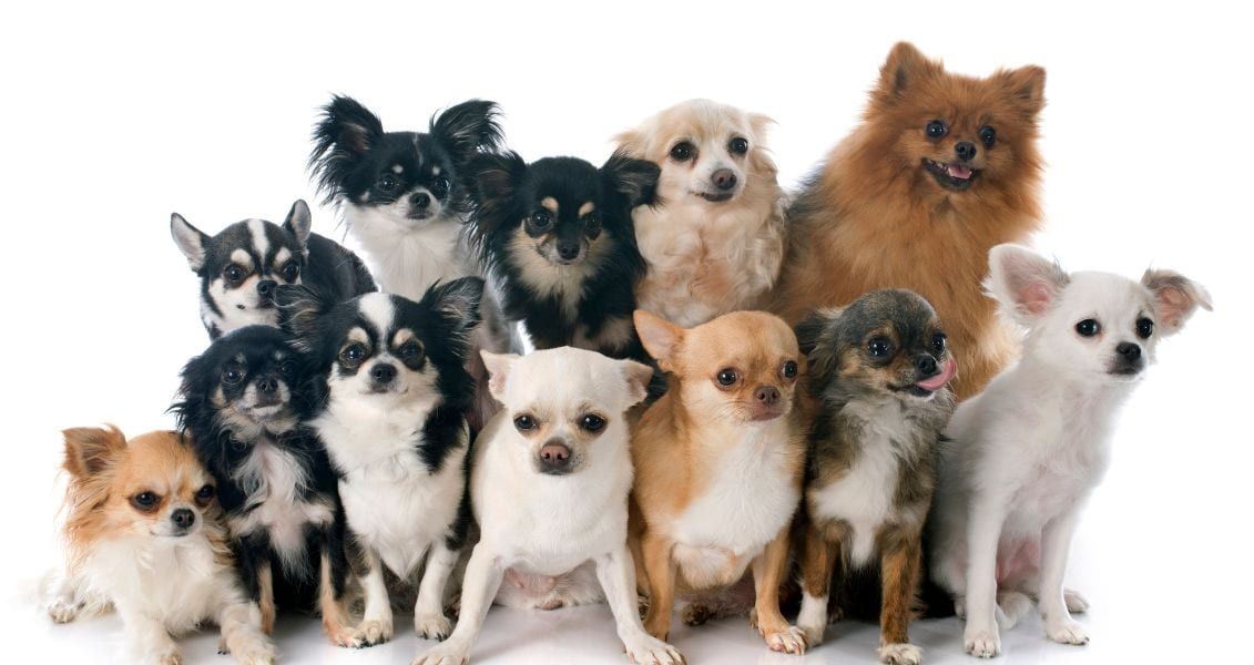 Чихуахуа є однією з найменших порід собак у світі, в середньому вони важать лише 1,5-3 кг