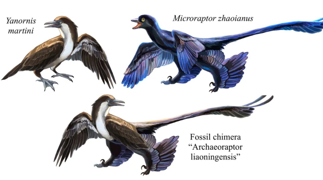 Волей китайского фермера археораптер получился из этих двух компонентов. Волей китайского фермера археораптер получился из этих двух компонентов.