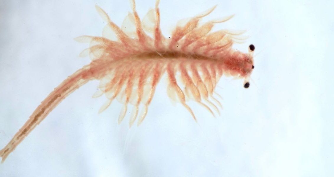 Активные мини-рачки пользуются большой популярностью среди аквариумистов, ведь они очень интересно выглядят и неприхотливы в уходе