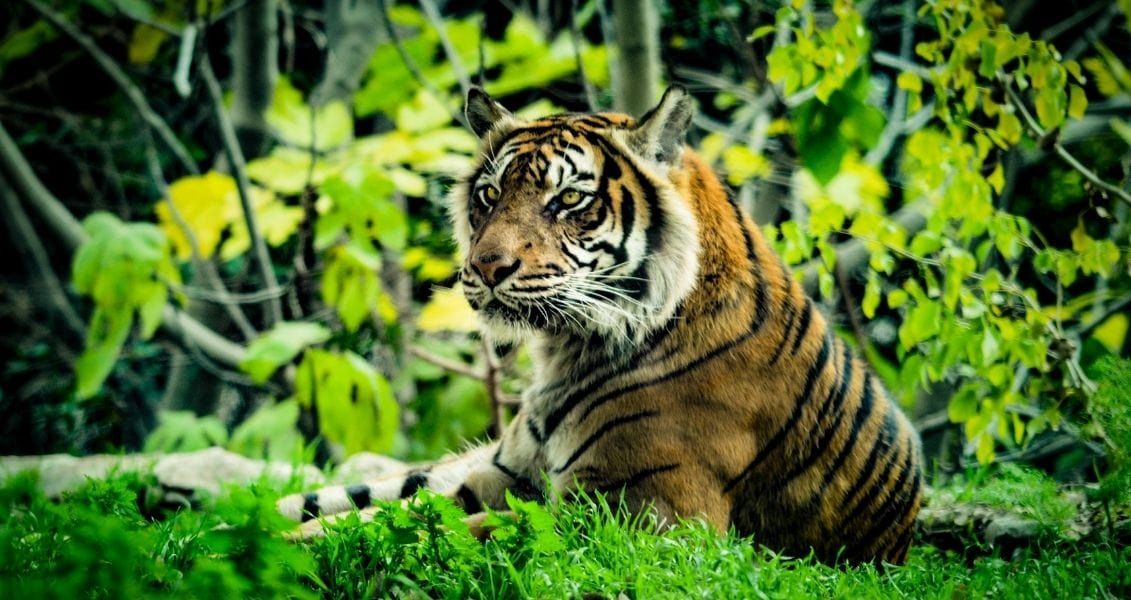 В общей сложности на планете более 5 тысяч представителей растительного и животного мира на грани окончательного вымирания