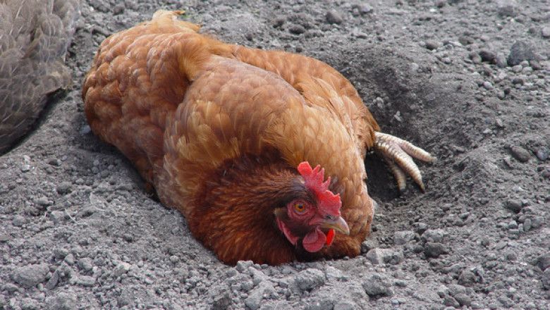 Очищаюча процедура валяння в пилу - одне з улюблених курячих занять. Очищаюча процедура валяння в пилу - одне з улюблених курячих занять.