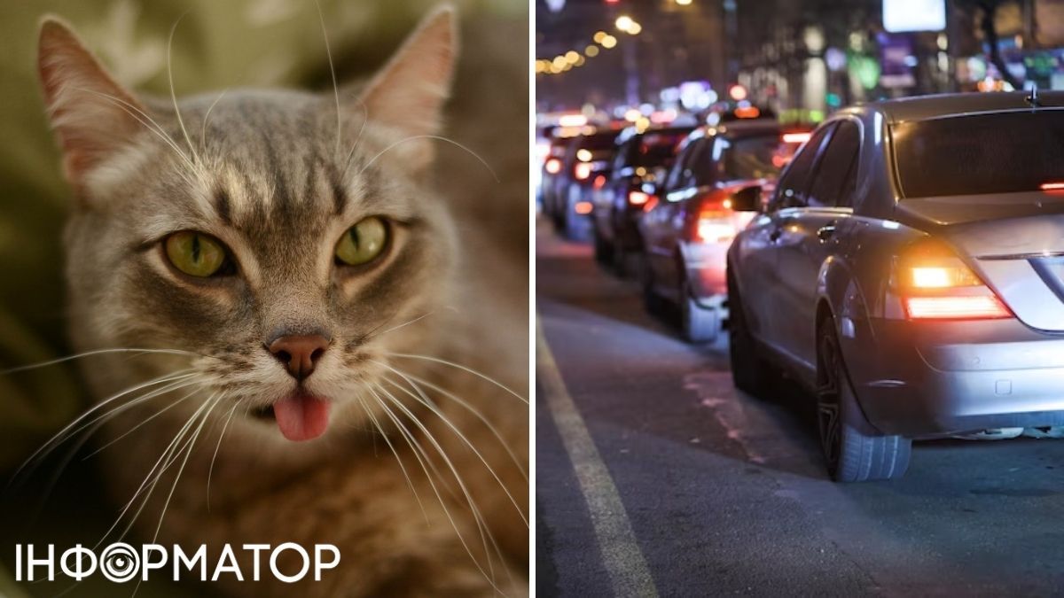 Кіт та автомобілі