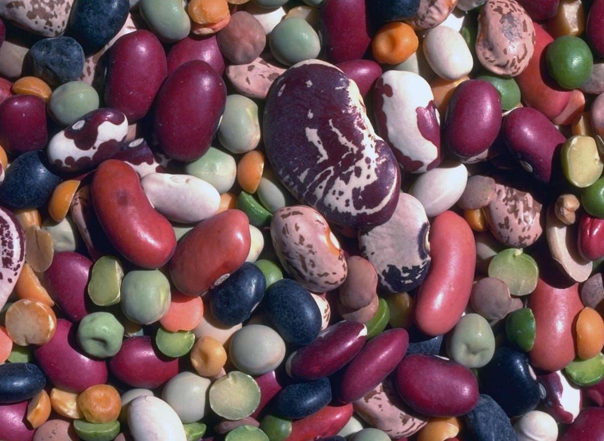 Наразі вчені досліджують і профілактичну користь консервованої квасолі. Наразі вчені досліджують і профілактичну користь консервованої квасолі.