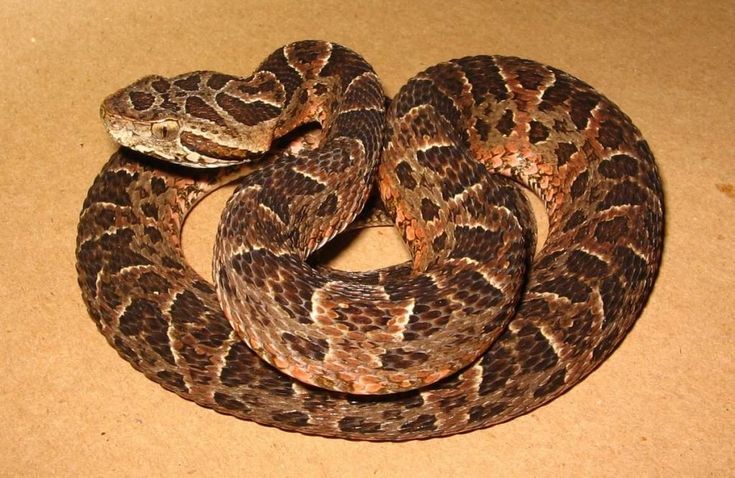 Жарарака - найчисленніший вид змій у Бразилії.