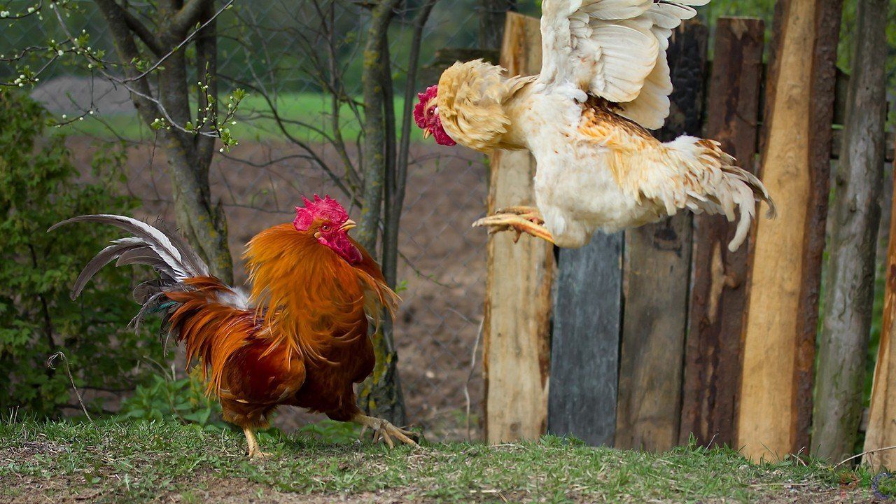 Довести, що ти найкрасивіший, сміливий і сильний, теж потребує великих витрат енергії.