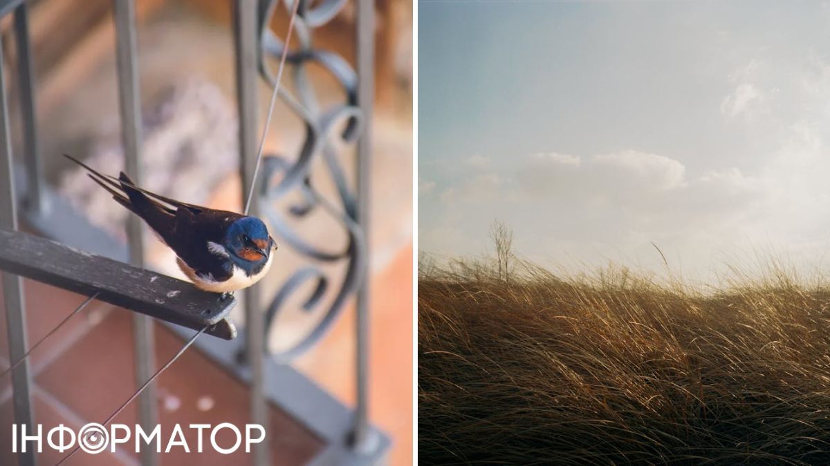 Ласточка и трава