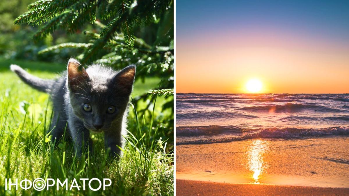 Кіт та море