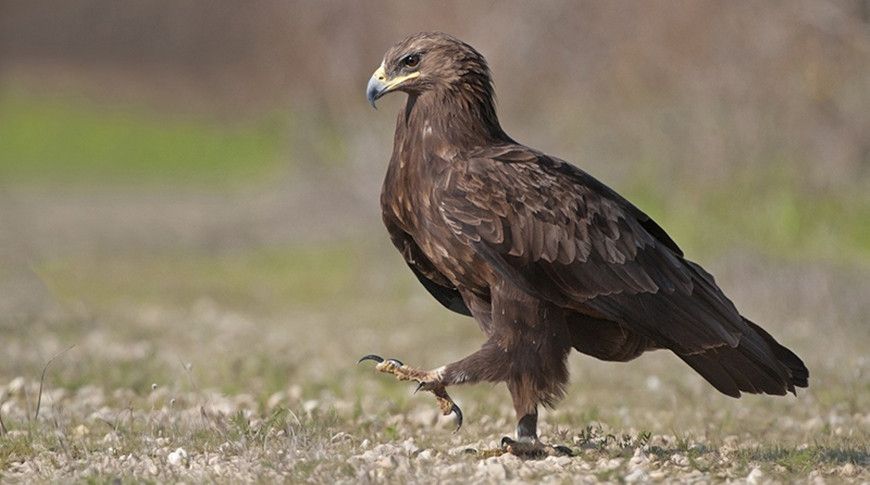 Великий подорлик внесено і до червоного списку Міжнародного Великий подорлик внесено і до червоного списку Міжнародного