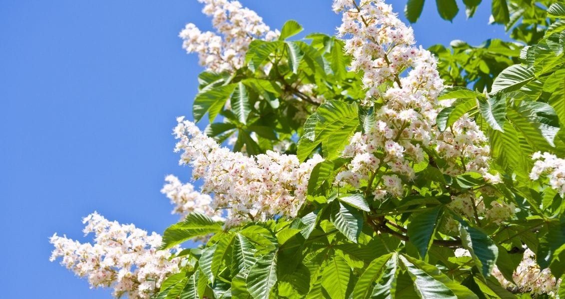 День каштановых свеч – прекрасная возможность обратить внимание на прекрасные весенние цветочки