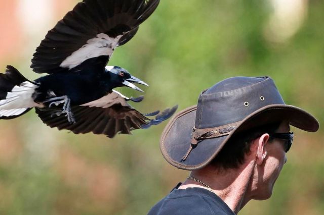 Вся агрессия от нервов и страха за птенцов.