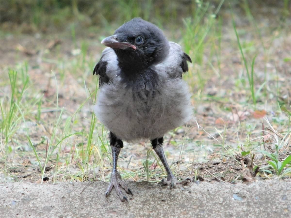 Птенцы вороны могут по инструкции матери уйти в безопасное место.