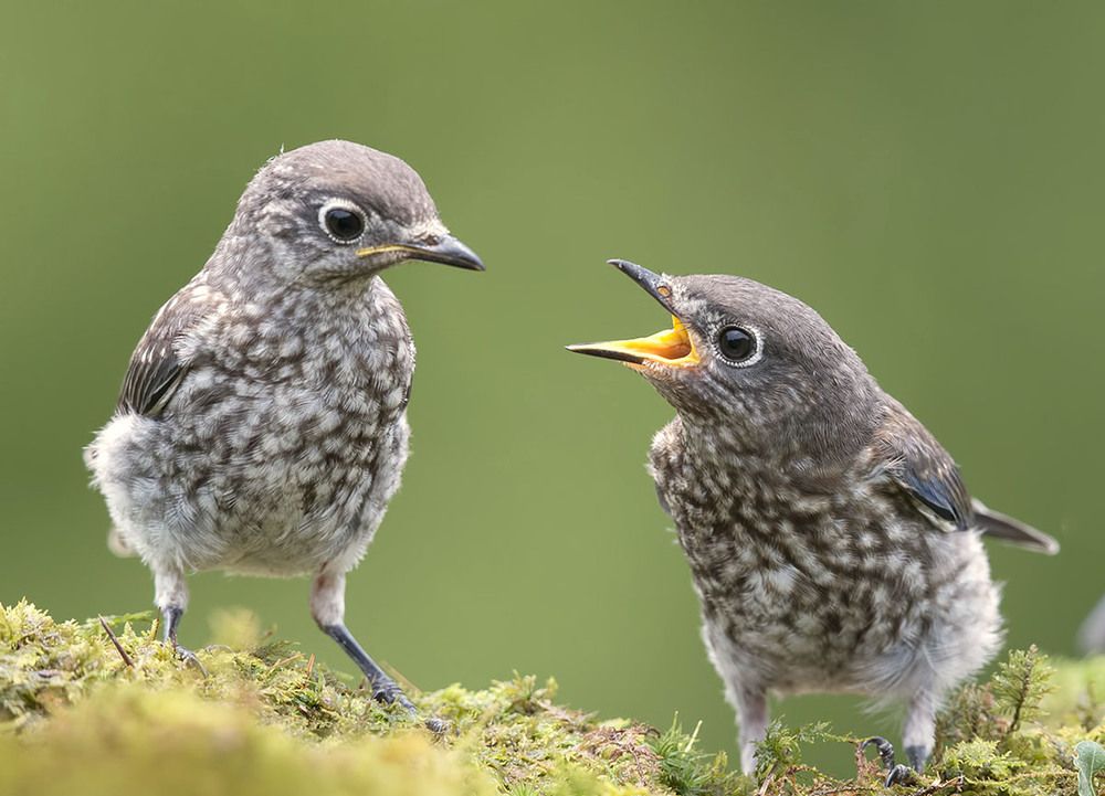 Помощь поможет закончиться гибелью слетков.