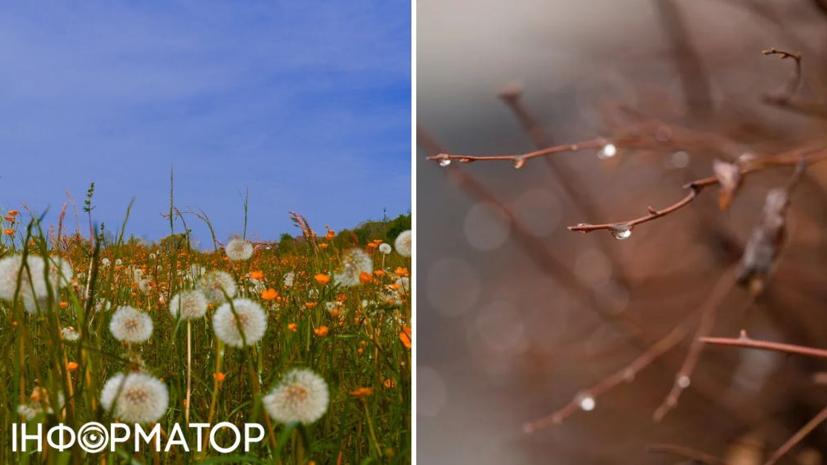 Цветы и дождь