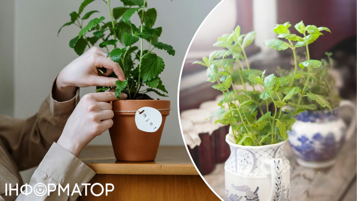 Выращивать мяту можно даже дома – скажем, в горшке на балконе. Выращивать мяту можно даже дома – скажем, в горшке на балконе.