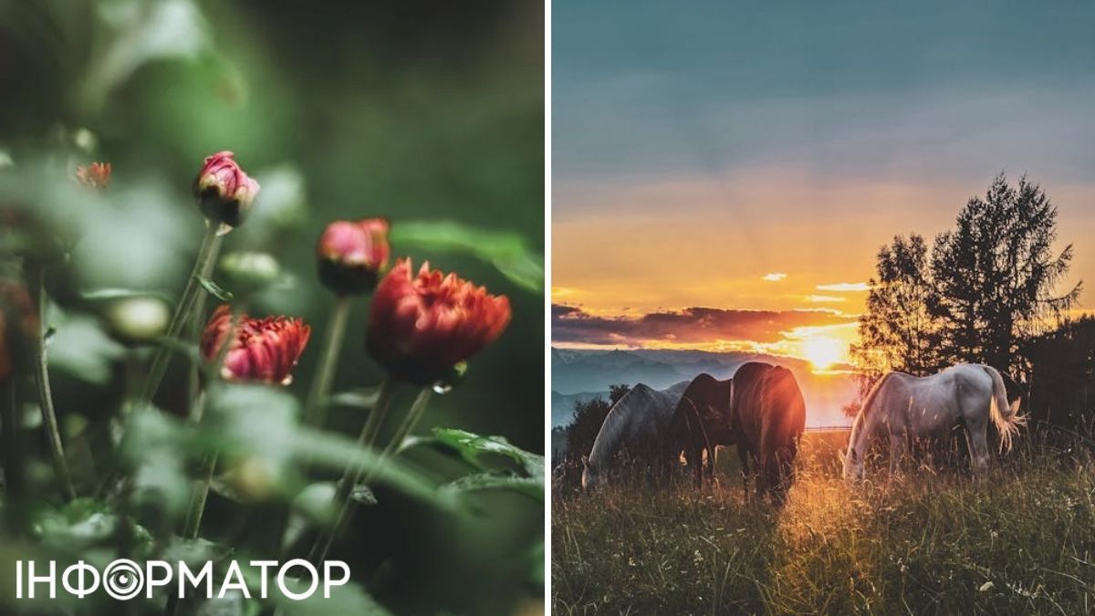 Лошади и цветы