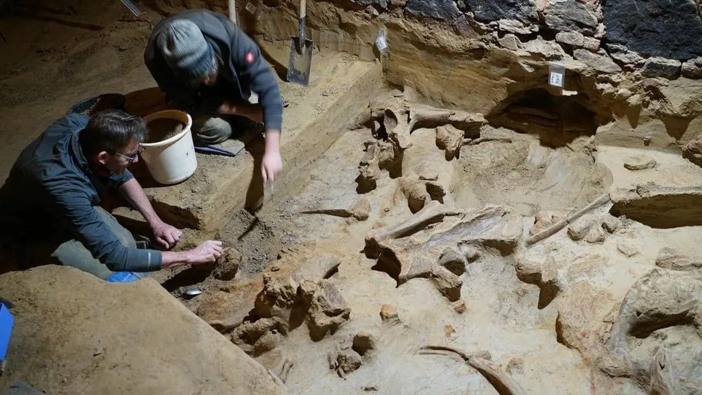 Розкопки фінансуються Федеральним управлінням пам'яток та землею Нижня Австрія Розкопки фінансуються Федеральним управлінням пам'яток та землею Нижня Австрія