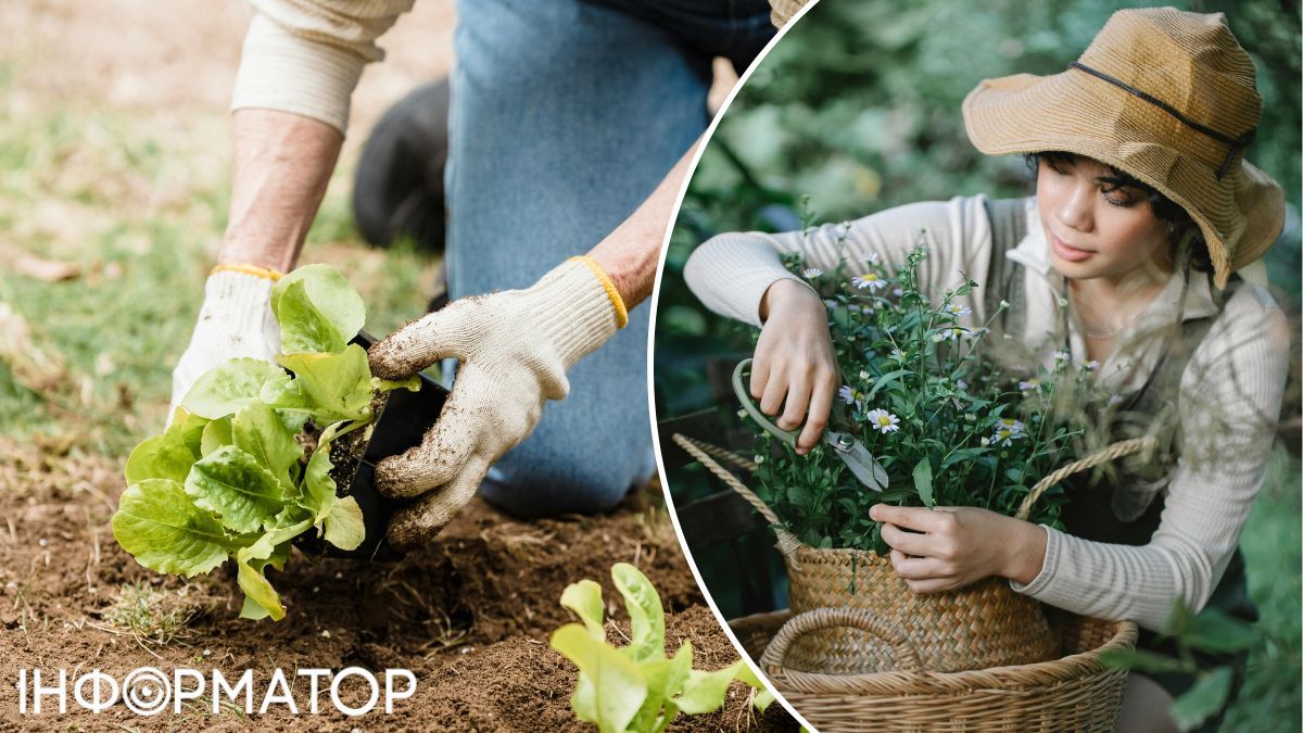 Копыряясь в земле, мы чувствуем себя нужными, достойными и способными. Копыряясь в земле, мы чувствуем себя нужными, достойными и способными.