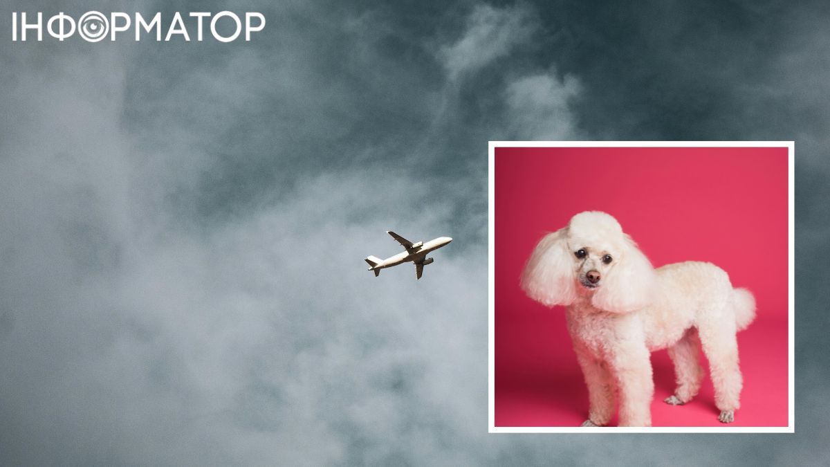 Перед посадкою висококваліфікований консьєрж обслуговуватиме кожного собаку. Перед посадкою висококваліфікований консьєрж обслуговуватиме кожного собаку.