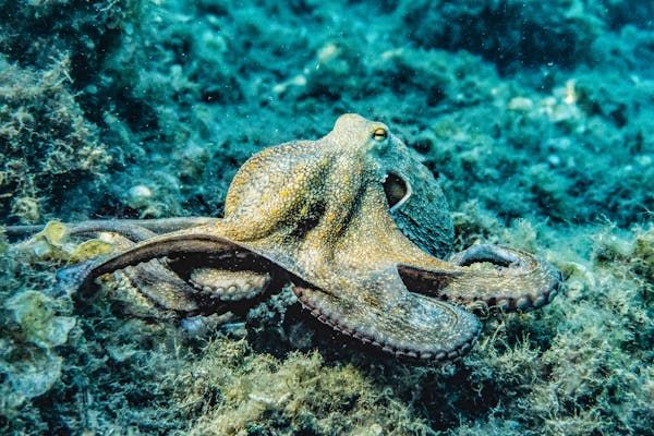 Восьминоги також є єдиними відомими морськими безхребетними, які можуть використовувати інструменти завдяки своїм довгим рукам, кожна з яких містить мозок Восьминоги також є єдиними відомими морськими безхребетними, які можуть використовувати інструменти завдяки своїм довгим рукам, кожна з яких містить мозок