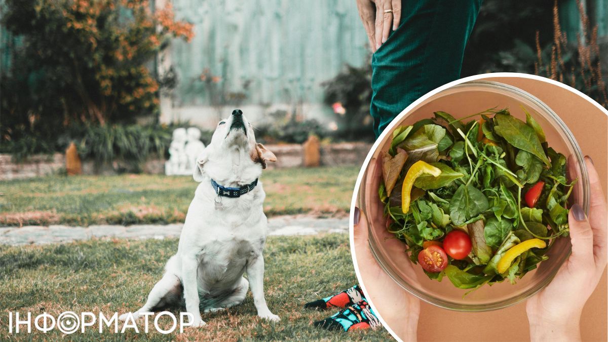 связь между веганским кормом для собак и состоянием их здоровья связь между веганским кормом для собак и состоянием их здоровья