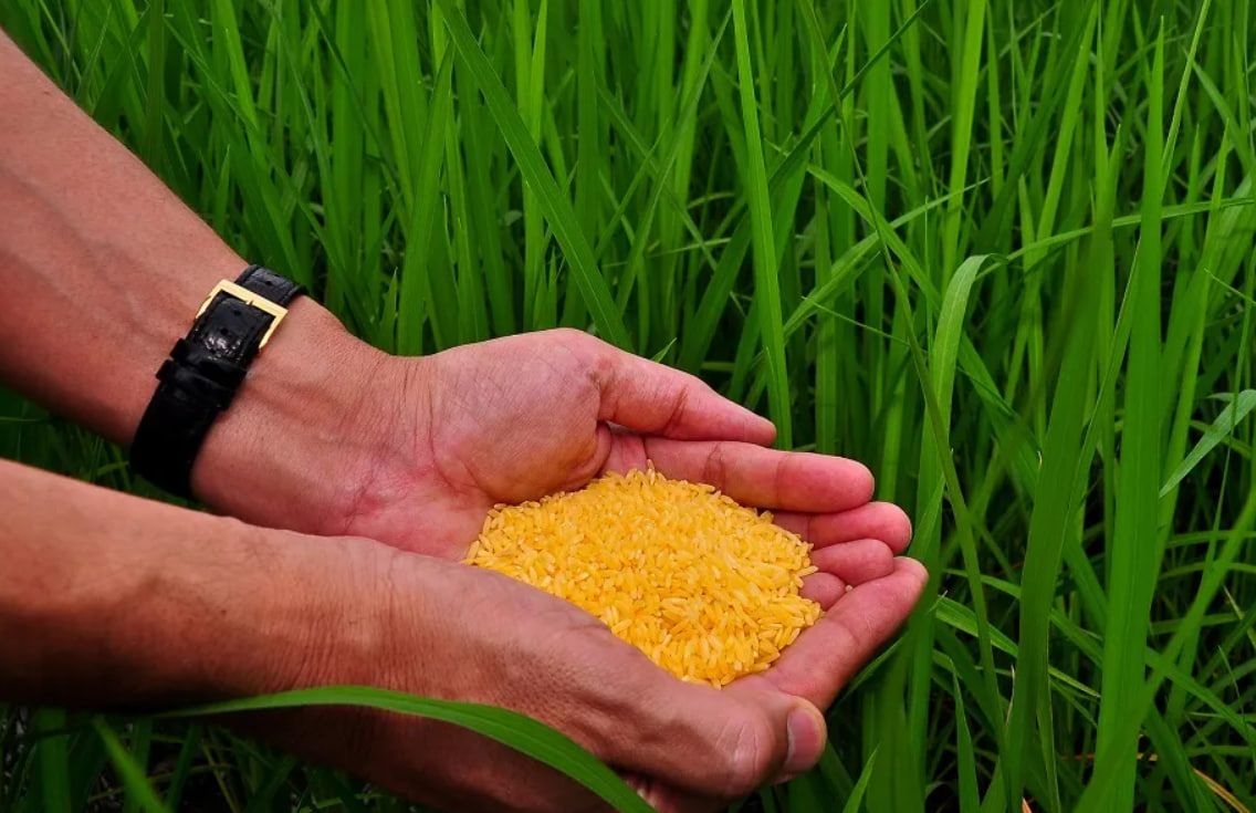 Красивый цвет рису придал бета-каротин.