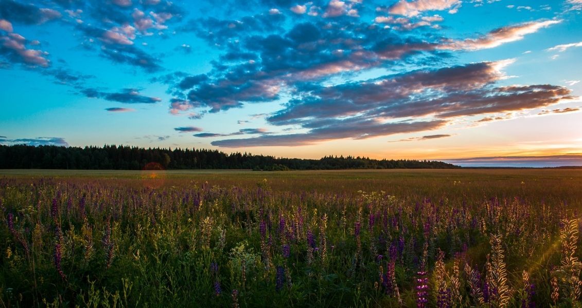На даний час усі наявні залишки степів повинні охоронятися від переорювання, залісення та видобутку корисних копалин
