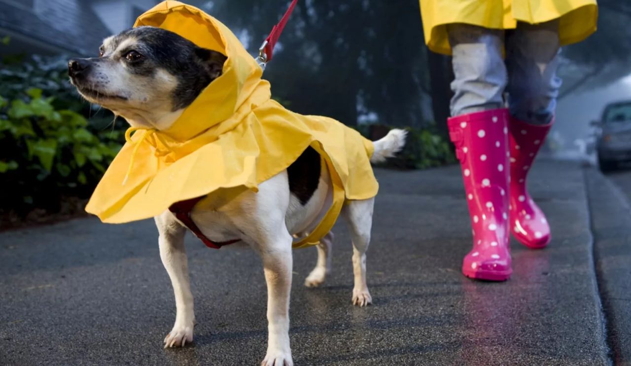 Зонтик, обувь и хорошая компания - все, что нужно для дождливой прогулки. Зонтик, обувь и хорошая компания - все, что нужно для дождливой прогулки.