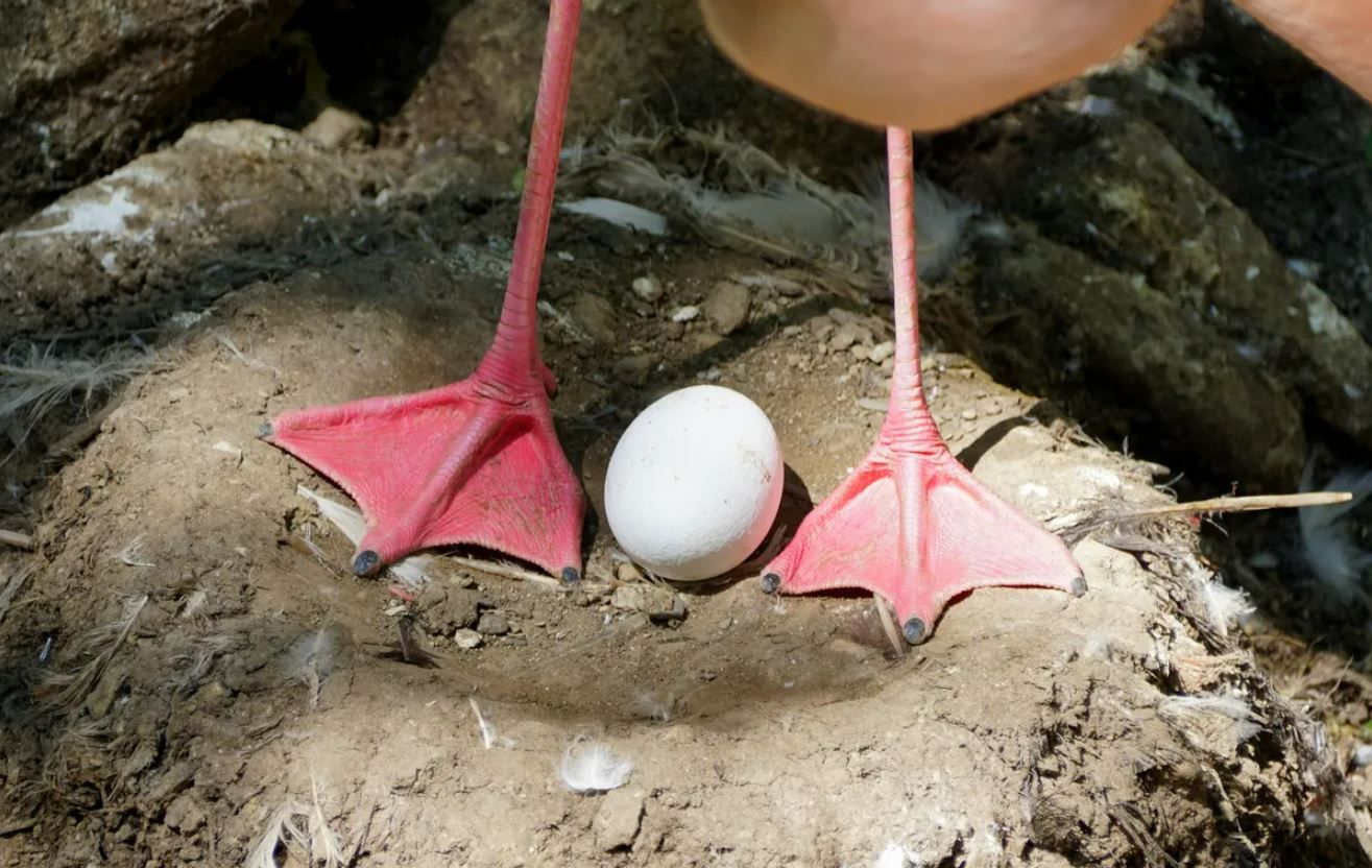 Гертруда - не единственная птица, которая продолжает оставаться в игре до глубокой старости.