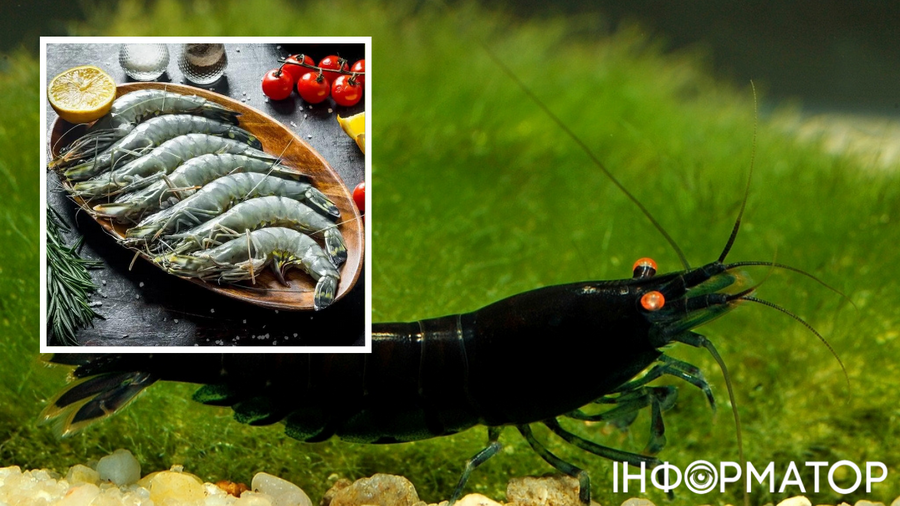 В живом виде черная креветка выглядит эффектнее, но на цену неживых их внешний вид не влияет. В живом виде черная креветка выглядит эффектнее, но на цену неживых их внешний вид не влияет.