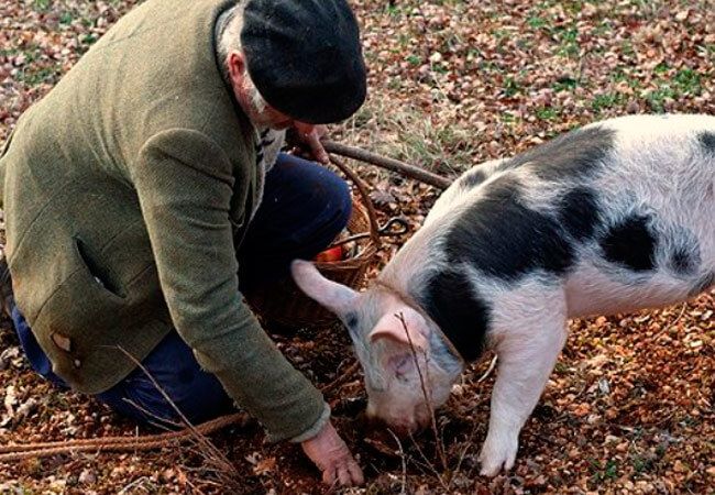 Сбор трюфеля - дело сложное, поэтому и цена соответствующая. Сбор трюфеля - дело сложное, поэтому и цена соответствующая.