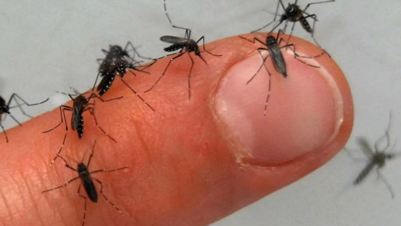 Азіатські гості, які захопили Європу, агресивні та ненаситні. Азіатські гості, які захопили Європу, агресивні та ненаситні.