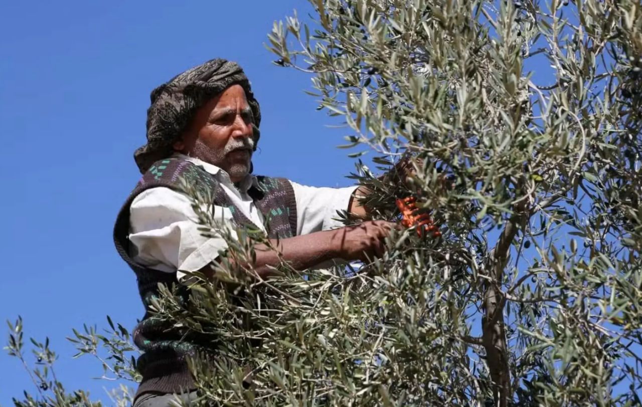 Тяжелый ручной сбор оливок задействован при производстве масла экстра-класса. Тяжелый ручной сбор оливок задействован при производстве масла экстра-класса.