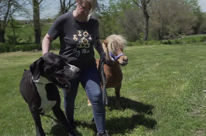 По словам семьи, он самая высокая собака, которую они когда-либо видели, и иметь такое отличие очень интересно для семьи По словам семьи, он самая высокая собака, которую они когда-либо видели, и иметь такое отличие очень интересно для семьи